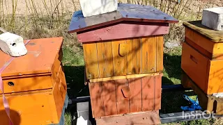 pszczoły 19.03.2023 pierwszy przegląd