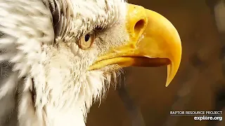 Decorah North Nest | Dad and his stick + awesome close ups! ~ 12-03-2020