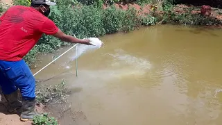 Gesso na água do lago para clarear e aumentar a visibilidade sera que da certo?