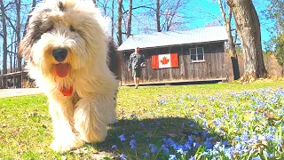 A Spring Day on the FARM With My OLD ENGLISH SHEEPDOG Puppy