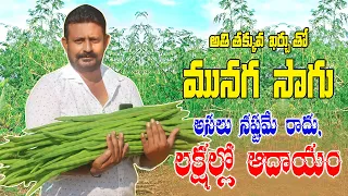 మునగ సాగు చేస్తే నష్టం రాదు | How to Cultivate Drumstick | Moringa Farming | AgriTech Telugu