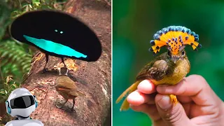 5 Удивительных Птиц, о Существовании Которых Вы Не Знали