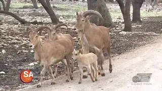 Wild Wednesday: All about the Aoudad | SA LIVE | KSAT 12