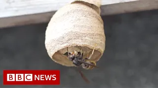 Have you seen this hornet? - BBC News