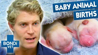 Most Complicated Pet Births 😖 | Bondi Vet Compilation