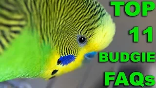 Top 11 Budgie (Parakeet) FAQs