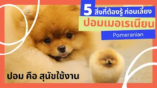 สุนัขพันธุ์ปอม  Pomeranian I 5 เรื่องที่ต้องรู้ก่อนเลี้ยงปอมเมอเรเนียน