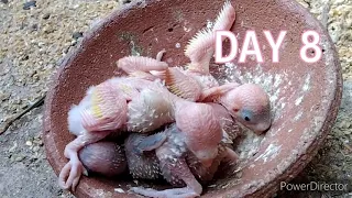 Budgies Growth Stages | First 35 Day's of Babies Timelapse