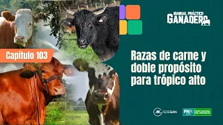 Cap 103 - Razas de carne y doble propósito para trópico alto #manualpracticoganadero