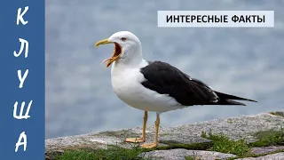 КЛУША🐦/Птицы/Животные/Интересные факты