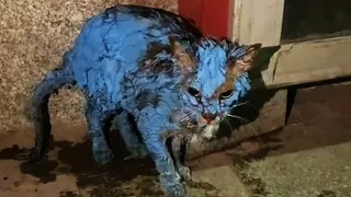 Stray cat covered in paint, meowing in pain crying for help