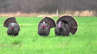 Turkey hunting with bows double head shot