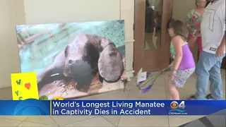 Snooty, Oldest Florida Manatee In Captivity, Dies At 69