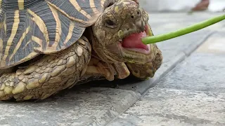 Food of Tortoises #chori Cucumber  is best food and healthy #cucumber #tortoise #indianstartortoise