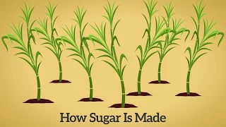 How Cane Sugar Is Made