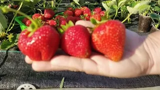 #клубникаУкраина #саженцыклубники #strawberry АПРИКА.  Урожайный крупноплод