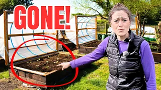 I tried growing veg in hoop houses, but something BAD HAPPENED!