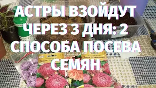 2 способа посева астр. Всходы уэе через 3 дня!