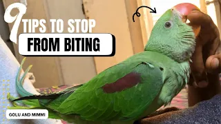 Why My Parrot Is Biting Me? ||Stop Parrot Biting || 9 Tips Stop Biting #parrot training #rawparrots