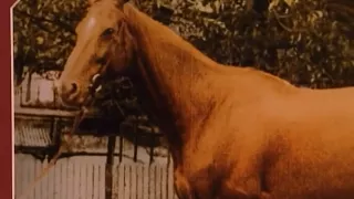 Animal X Classic : The Goatman, Phar Lap & Psychic Animals 1