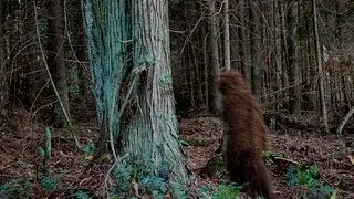 BigFoot Sighting In Mission BC