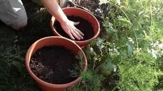 Container Beet Planting -The Wisconsin Vegetable Gardener Straight to the Point