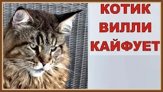 КОТИК ВИЛЛИ КАЙФУЕТ