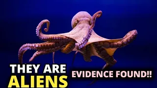 33 Scientists Claims, "Octopuses Are Aliens"