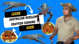 Australian Redclaw Crayfish Farming 101 and Sample Profit Computation