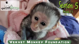 Baby orphan monkey survives shooting, baby orphan rescued from Polokwane, integrations begin