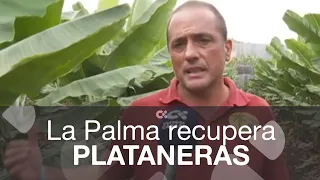 El sector platanero de La Palma comienza a recuperar sus cultivos