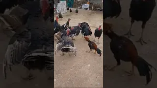 brave rooster vs Turkey group #shorts #viral #lol #funniestanimals