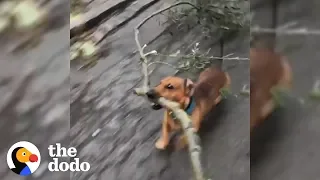 Dog Is Very Good At Big Sticks | The Dodo