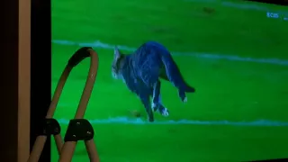 Cat on the field in the Ravens vs dolphins game