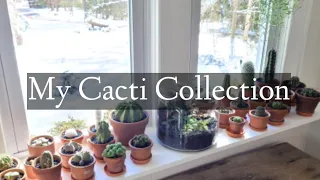 Houseplant Tour Cacti Edition