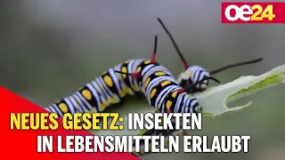 Neues Gesetz: Insekten in Lebensmitteln erlaubt