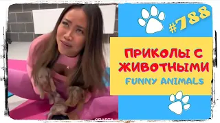 Самые Смешные Животные 😂 Лучшая Подборка 👍 Funny Animals 😺 TikTok Trends 😹