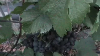 Сорт винограда "Краса Никополя" - сезон 2019 # Grape sort "Krasa Nikopolya"