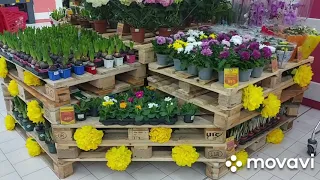 Обзор орхидей и цветов, Ашан, 11.02.2021г.,  г. Киев метро Лыбедская