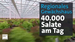 XXL: Deutschlands größtes Salatgewächshaus in Dinkelsbühl | Abendschau | BR24