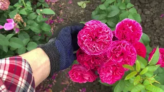 ПОЛЯ РОЗ в ЦВЕТУ, II часть🌹питомник maryroses.ru🌱