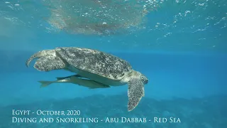 Abu Dabbab - Diving and Snorkeling - Marsa Alam, Red Sea, Egypt