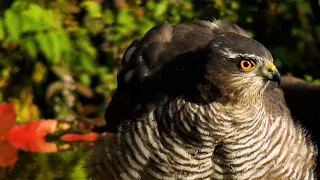 Karvaly és a szarka szemtől szembe