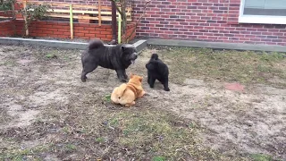 Чау-папа играет с детьми Chow chow dad plays with children