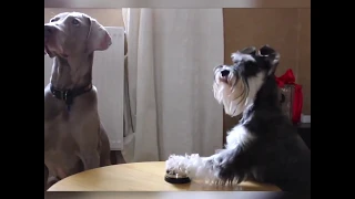 Hilarious moments with dogs and food