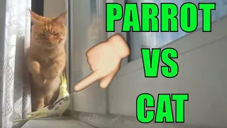 Funny parrot vs cat cute animals