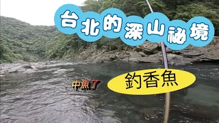 到台北的深山釣香魚-下切入溪這些要注意