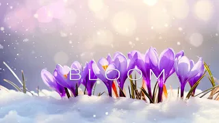 BLOOM | Spring Blossom | Soothing Relaxing Piano Music | Blossom of Spring