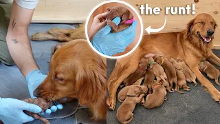 My Pregnant Golden Retriever Gives Birth to 12 PUPPIES! | Episode 7