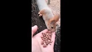 Впервые за три месяца бельчонок взял орешек у меня с ладони / Little Squirrel